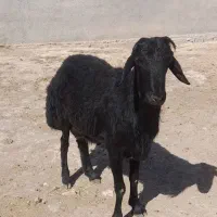 سلام خدمت شما شیشک قوچ جوان