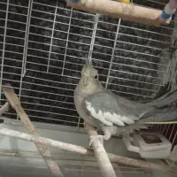 عروس هلندی یک جفت همراه با قفس و...