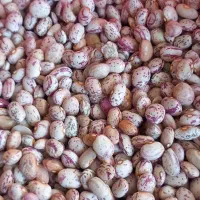 لوبیا چیتی ایرانی