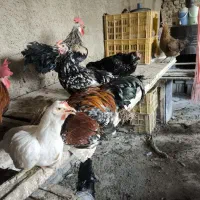 تخم مرغ نطفه دار گلین