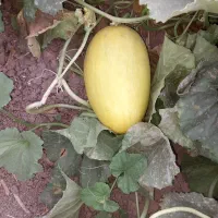 خربزه راش جانان وشیرازی،صابونی