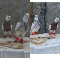 کبوتر
