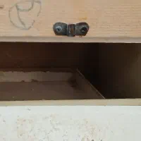لونه برای طوطی سان