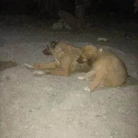ماده نیوز همراه توله اش اونم نره