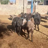 میش داشتی