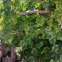 کاه گندی (ماش)برای فروش