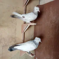 فروش چندتا کفتر