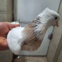 کبوتر طوقی ماده
