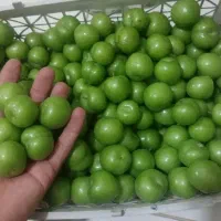 گوجه سبز ملس