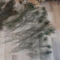 پر طاووس هندی