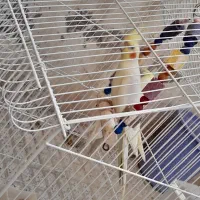 عروس هلندی جوجه بده