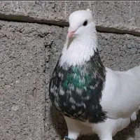 کبوتر