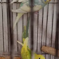 یک‌جفت‌مرغ‌عشق‌زیبا‌وخاص
