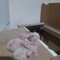 جوجه عروس سرلاکی لوتینو چشم شرابی