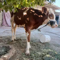 کوت عبدالله