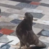 کبوتر