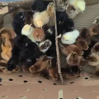 جوجه یک روزه اردک و گلپایگانی
