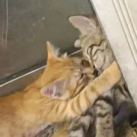 دو توله گربه