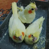 جوجه عروس هلندی