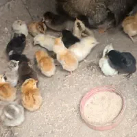 جوجه محلی با مادر با بچه غاز