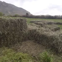یونجه