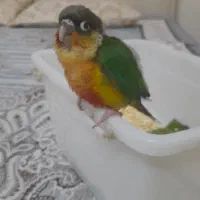 پرنده گرینچیک