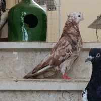 نر هفت رنگ کاکل نوک کوتاه