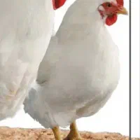 مرغ سفید