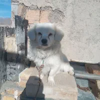 سگ پاکوتاه