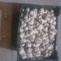 سیر ونایی۱۰۰ کیلو