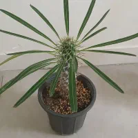 سانسوریا،نخل ماداگاسکار