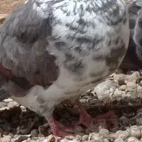 کبوتر گرگی و سبز نرو ماده