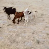 با سلام بزه کهره داره و کهره