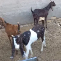 فروش ۳۰راس بز پاکستانی اصیل