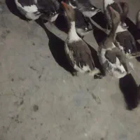 غازدرشت