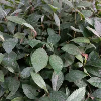 نهال انبه|گل و گیاه طبیعی|خمام, |دیوار