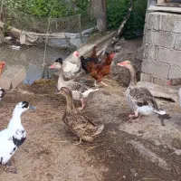 غاز محلی پروازی و اردک