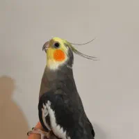 عروس هلندی
