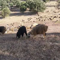 فروش کل گله