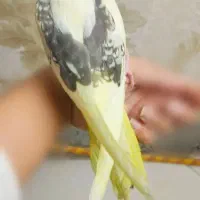 جوجه عروس لوتینو نر دوکت