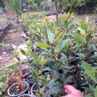 برگ بو ریشه پرس|گل و گیاه طبیعی|واجارگاه, |دیوار