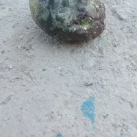 گوهر شب چراغ