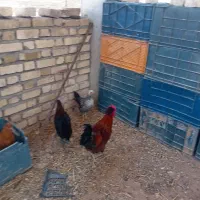 فروش مرغ و خروس 7 ماه  جوان