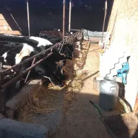 گاو‌شیری‌ونوبر10راس