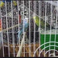 مرغ عشق معاوضه فقط با عروس