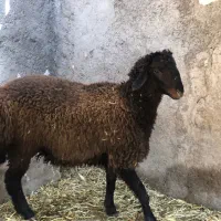 بره نر