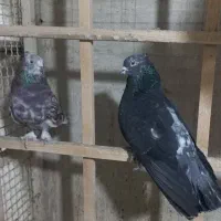 نر و ماده سرور کاکلی پاچکمه