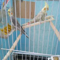 یک جفت عروس هلندی با قفس کاسکوی