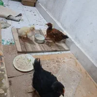 اردک و جوجه به فروش میرسد