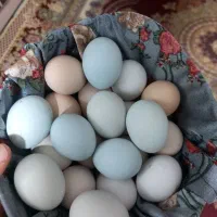 تخم مرغ محلی و تخم ارکاناآبی و خروس